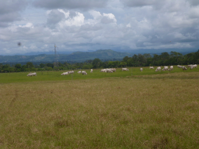 CHIRIQUI BUGABA TURN KEY OPERATION FARM