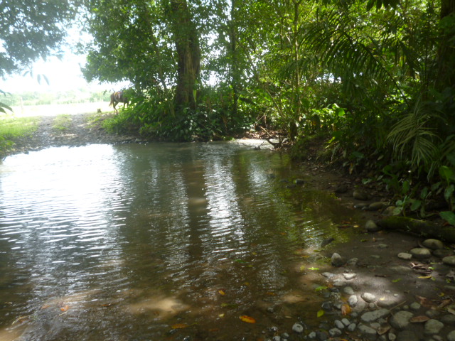 CHIRIQUI BUGABA TURN KEY OPERATION FARM