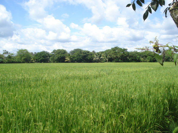 CHIRIQUI BUGABA TURN KEY OPERATION FARM