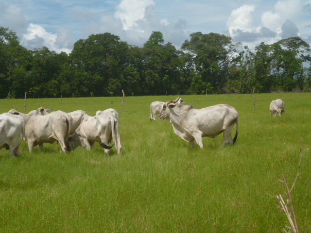 CHIRIQUI BUGABA TURN KEY OPERATION FARM