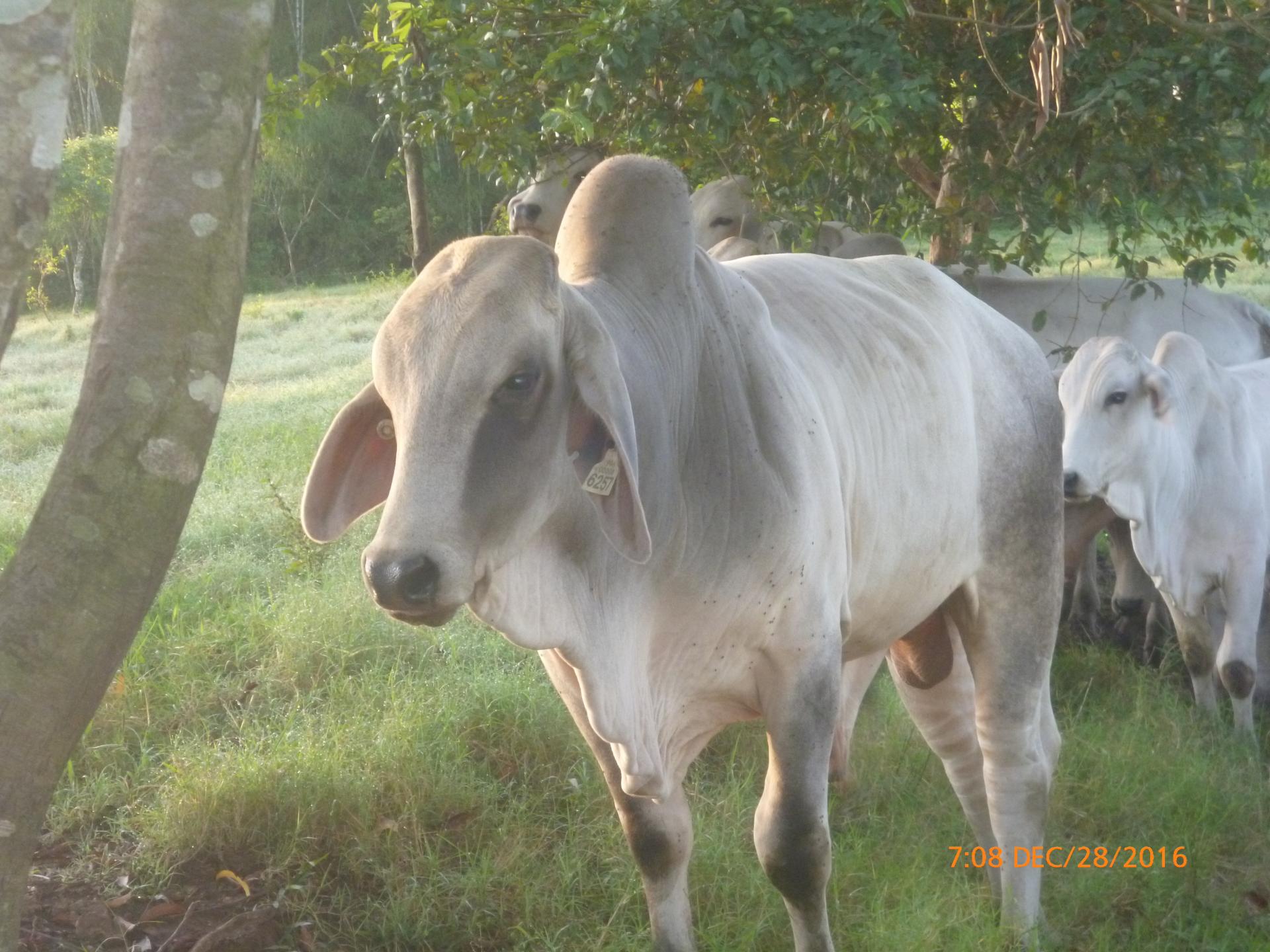 CHIRIQUI BUGABA TURN KEY OPERATION FARM