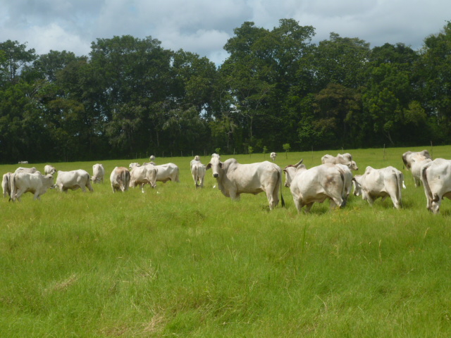 CHIRIQUI BUGABA TURN KEY OPERATION FARM