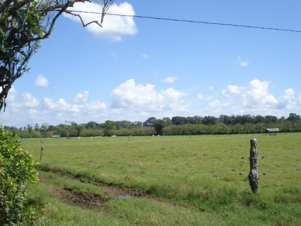 CHIRIQUI BUGABA TURN KEY OPERATION FARM