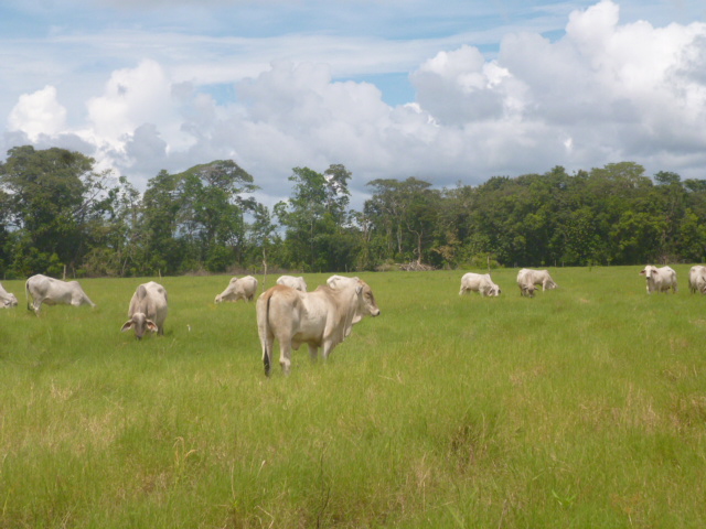 CHIRIQUI BUGABA TURN KEY OPERATION FARM