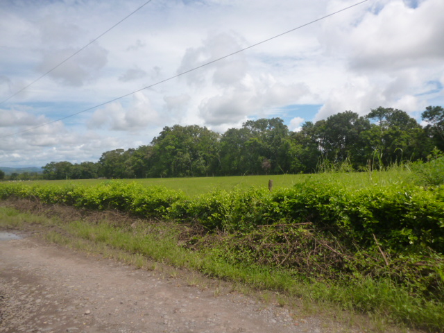 CHIRIQUI BUGABA TURN KEY OPERATION FARM