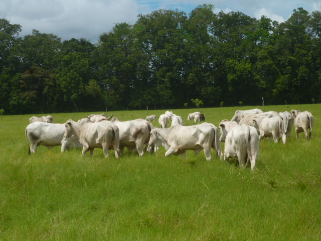 CHIRIQUI BUGABA TURN KEY OPERATION FARM