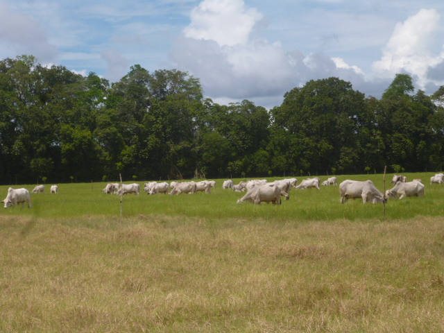 CHIRIQUI BUGABA TURN KEY OPERATION FARM