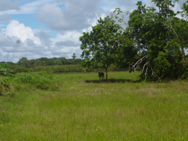 CHIRIQUI BUGABA TURN KEY OPERATION FARM