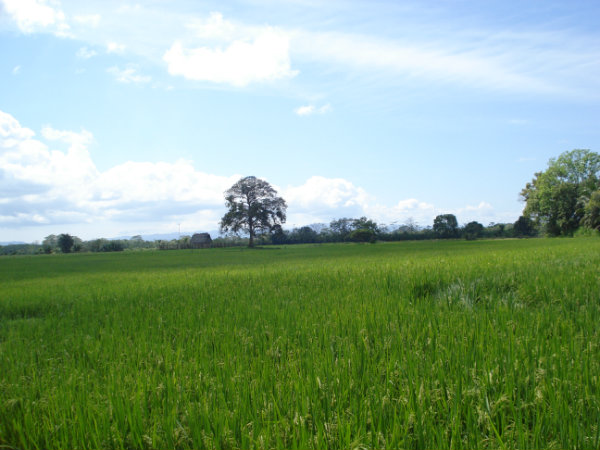 CHIRIQUI BUGABA TURN KEY OPERATION FARM