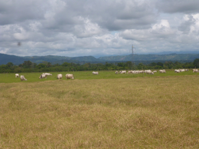 CHIRIQUI BUGABA TURN KEY OPERATION FARM