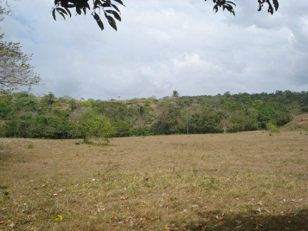 PANAMA LA CHORRERA, AROSEMENA, FARM FOR SALE 1
