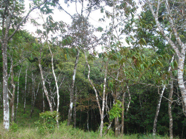 Cerro Azul 3 hectareas para la venta.
